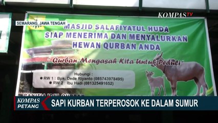 Banyak Sapi Qurban Stress, Ada yang Terjun Ke Sungai Sampai Jeblos ke Sumur!