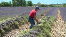 Livanda shqiptare/ Fermerët zgjedhin të kultivojnë bimët medicinale