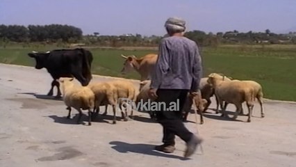 Perfundon superstrada Fushe Kruje - Milot - (23 Korrik 2000)