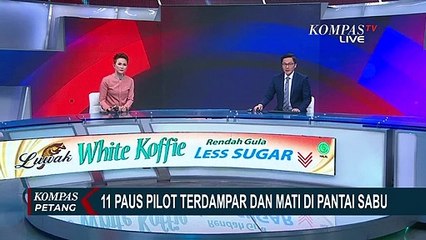 Ini Penyebab 11 Paus Pilot Terdampar di Pantai Lie Jaka