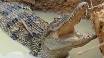 Crocodile Trap - Build Deep Hole Crocodile Trap Using Bamboo Stick | Animal Trap