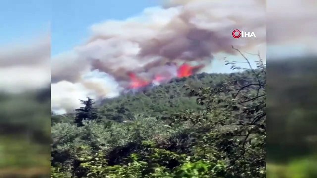 Son dakika İzmir'de orman yangını çıktı! Ekipler müdahale ediyor