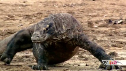 7pa5 - Ja ku mund t'i shikoni dragonjtë - 17 Korrik 2020 - Show - Vizion Plus