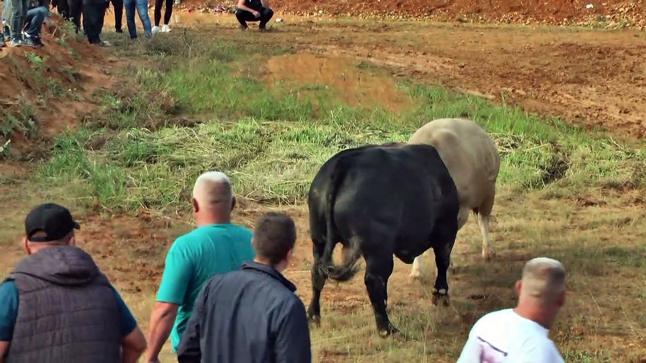 FAP BUBALO GRANICE 2020