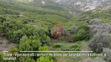 Top News - Kultivimi i kanabisit/ Procedohen penalisht kryepleqtë