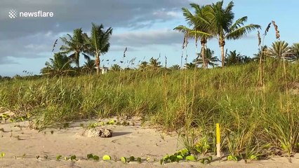 Surf builds as Hurricane Isaias approaches South Florida