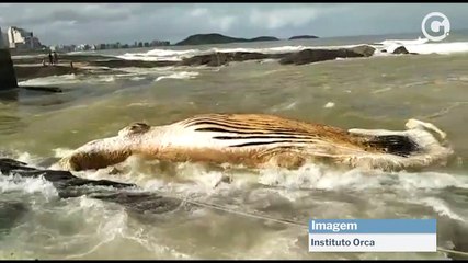 Baleia é encontrada morta na Pedra do Siribeira, em Guarapari