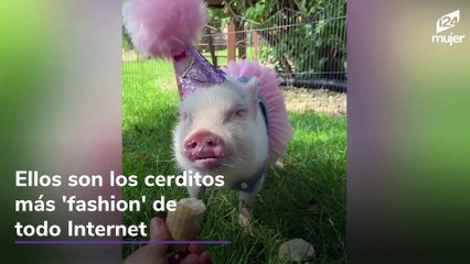 Conoce a los cerditos más 'fashion' y consentidos de todo Internet