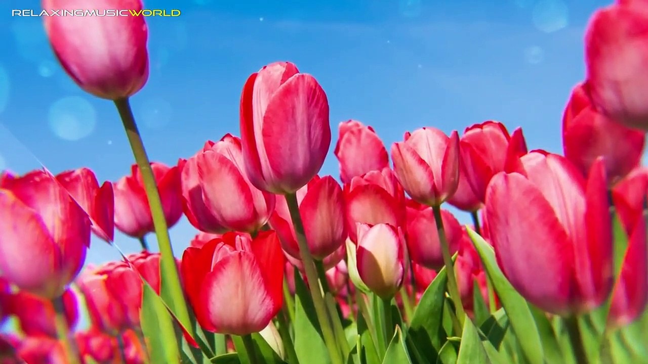 02.Yao Si Ting - Brown Eyes 棕色眼眸 (Cover version) - English Lyrics