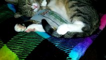 Ce chat aime trop l'argent... Lâche les billets!!!!