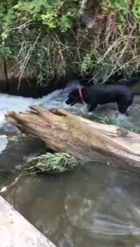 Ce chien va chercher les pastèques qu'on lui lance dans la rivière