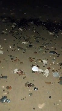 Il guide des centaines de bébés tortues vers l'océan... adorable