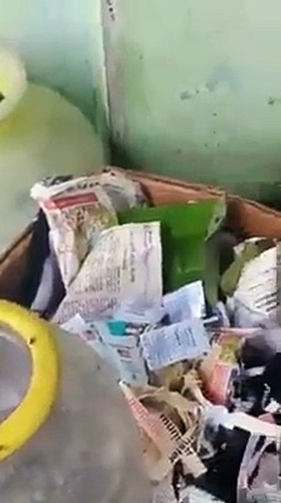 Sorprendente graban a raton salvando a sus bebes del agua