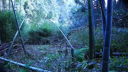 How to make survival crossbow and arrows from bamboo......