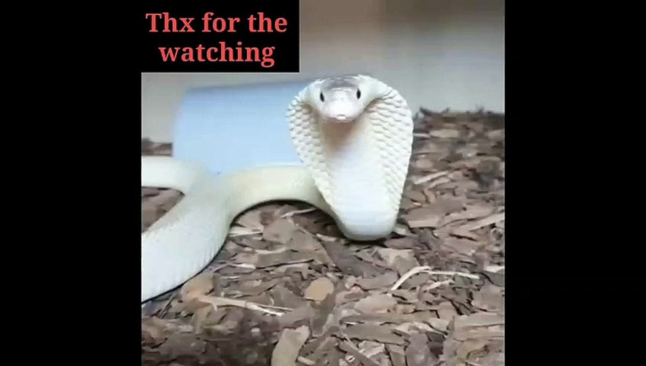 Snake_Ninja puthin _Anoconda_White Snake