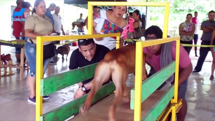 8 EJERCICIOS PARA EL ACONDICIONAMIENTO CANINO