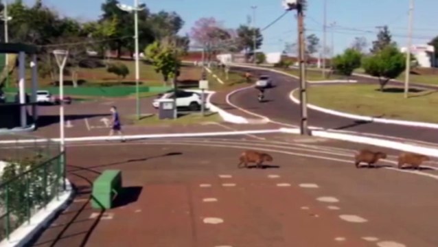 Mulher ajuda capivaras a atravessarem a Avenida Rocha Pombo, no Lago Municipal; veja