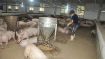 Bình Phước: Nhiều trại chăn nuôi gây ô nhiễm nghiêm trọng