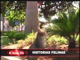 Historias felinas: embárquese en una aventura con 7 vidas