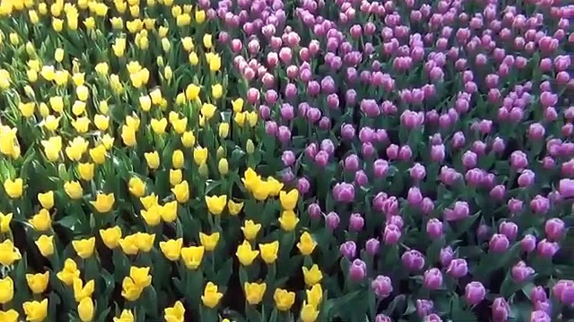 Relaxing Music Meditation Music, Stress Relief Music, Meditation, Sleep Music, Study, Zen