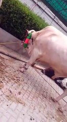 Beautiful & Costly Cows for Qurbani