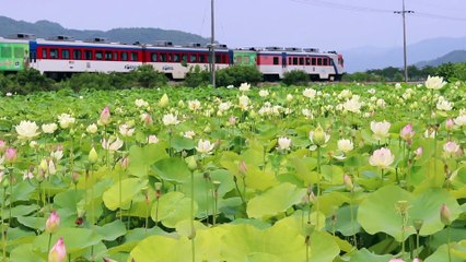 Turkish Sambali Recipe /Turkish Basbousa