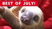 Funniest Pet Reactions & Bloopers of July 2017 _ Funny Pet Videos