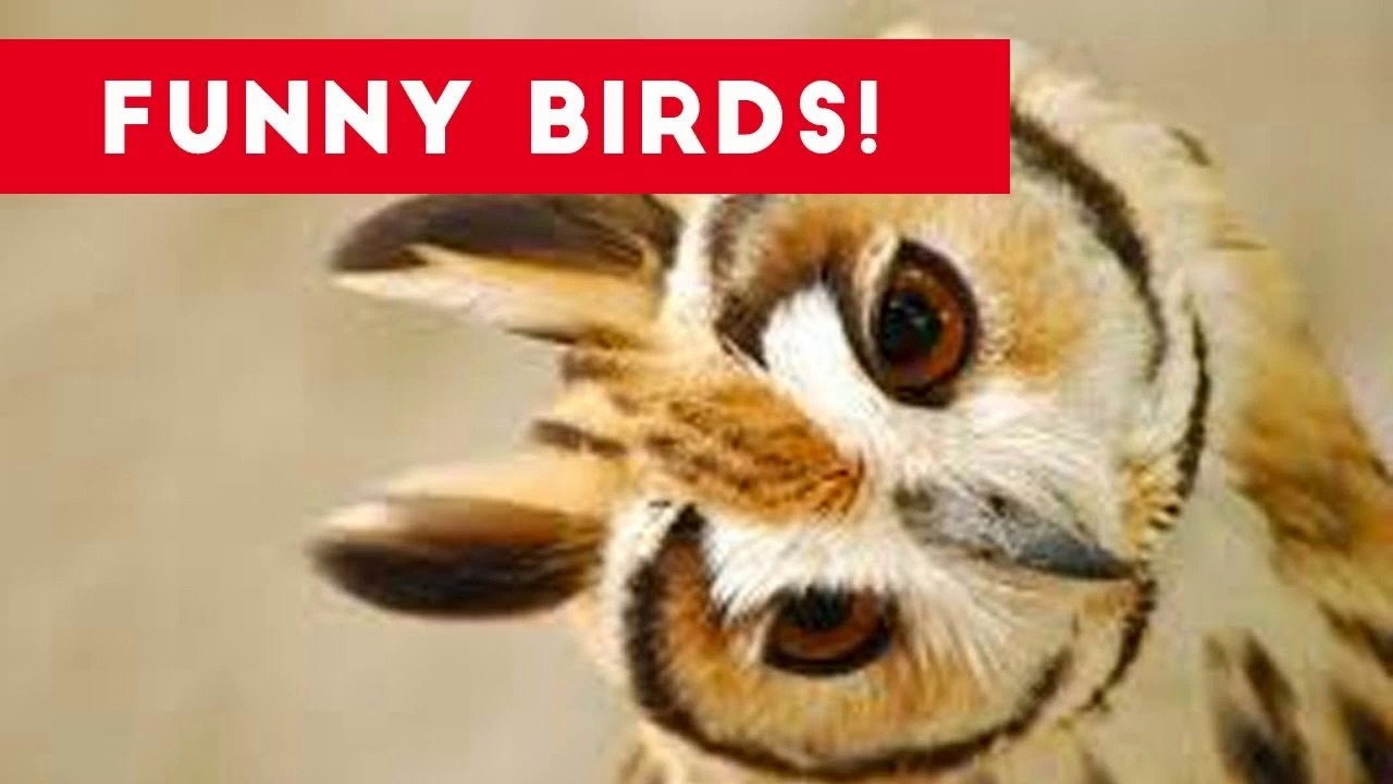 Funny Parrot & Bird Videos Weekly Compilation July 2017 _ Funny Pet Videos