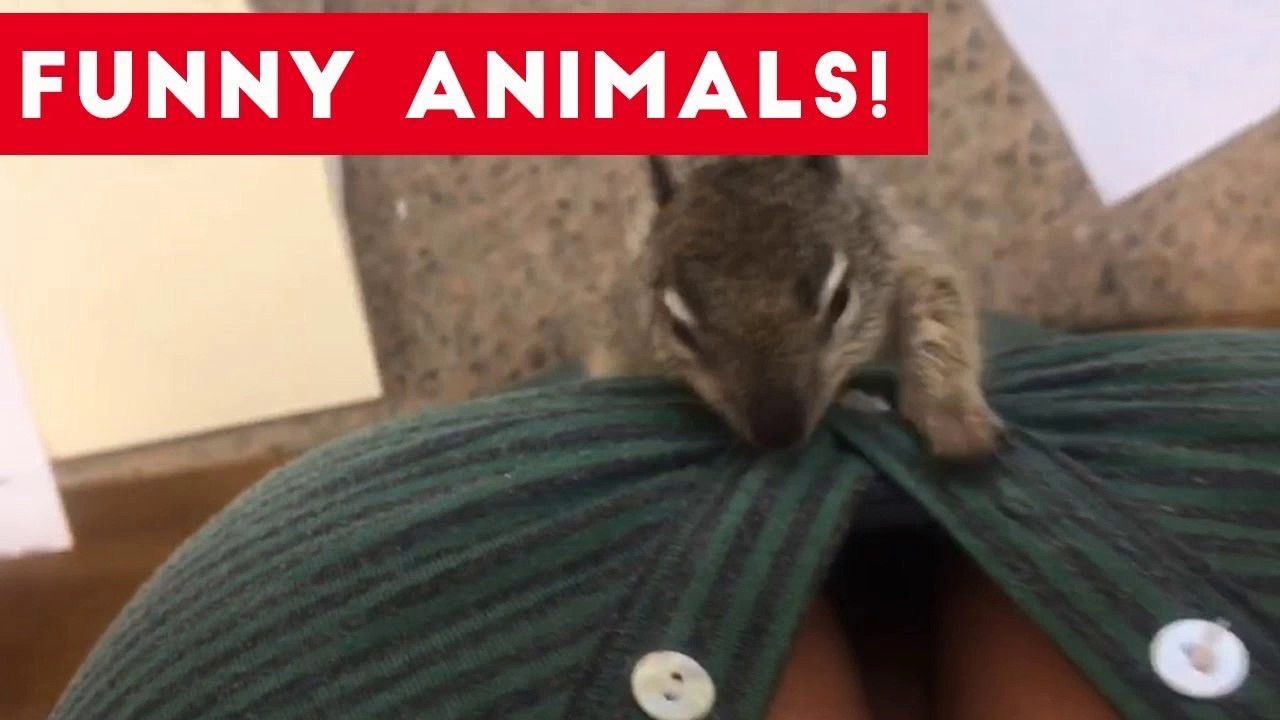 Funniest Pets of the Week Compilation July 2017 _ Funny Pet Videos