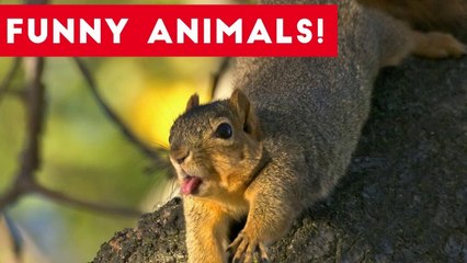 Funniest Pets of the Week Compilation July 2017 _ Funny Pet Videos