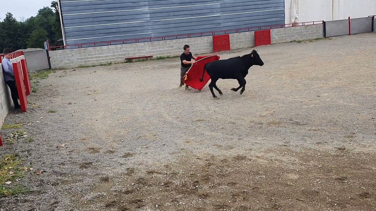 Tentadero HUGO Vache 1 Ganaderia Lacoste