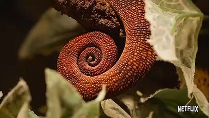 Küçük canlıların peşinde: Yeni belgesel "Tiny Creatures", 7 Ağustos'ta Netflix'te