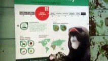 De Brazzas monkey Twycross Zoo
