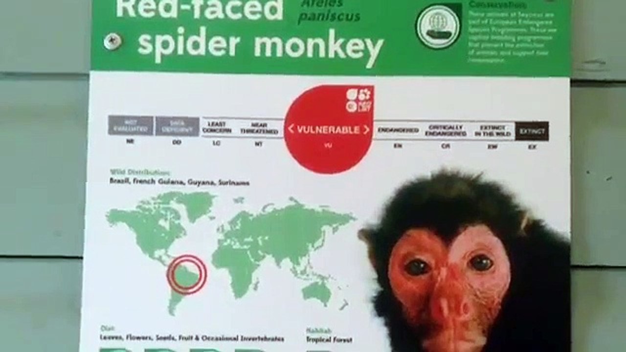 Red faced spider monkey