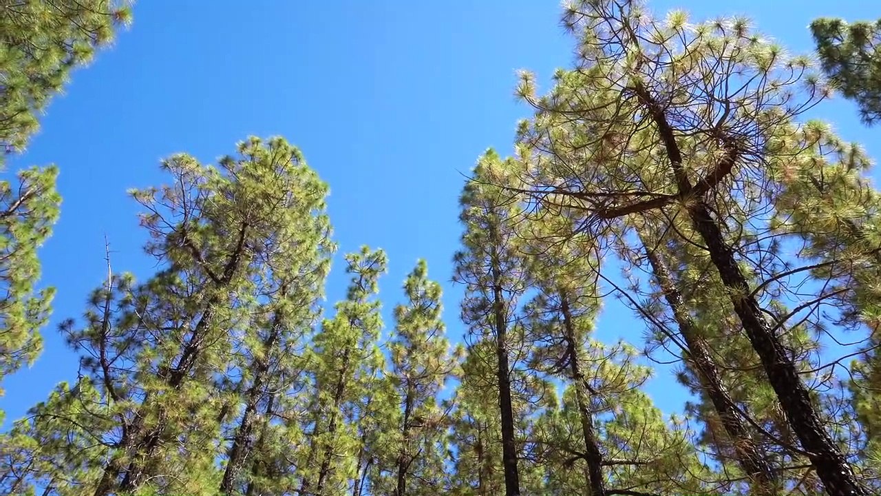 Free 4K Nature forest background - No Copyright Stock Video 4K Ultra HD