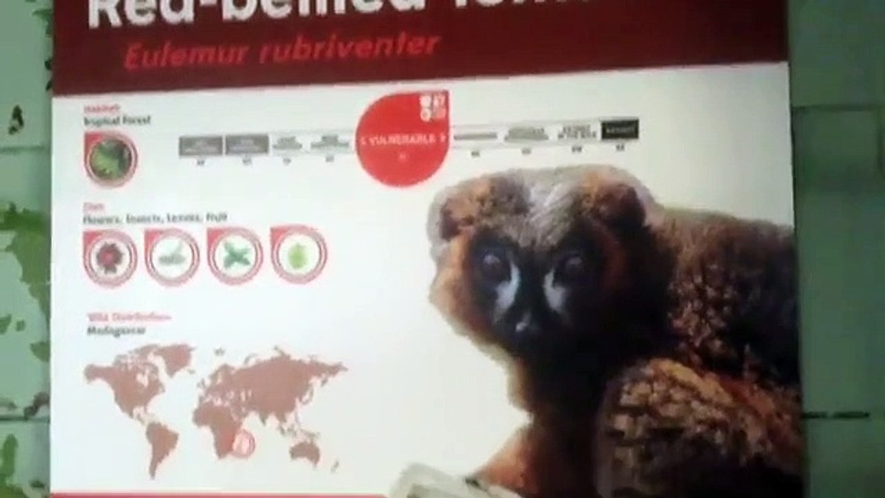 Red bellied lemur