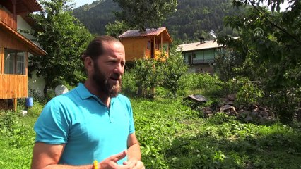 Kavak ağacının gövdesine yapılan 13 metrekarelik ahşap pansiyon ilgi görüyor - ARTVİN