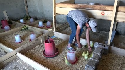 Vanlı iş adamı kaz civcivi satışında taleplere yetişemiyor