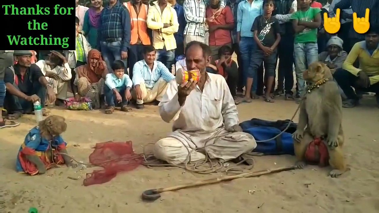 Monkey_Bandar Bandriya Ke Khel_Monkey Stunts_Funny Video_Animals2020_Zoo_Nonsstop Funny_France monkey