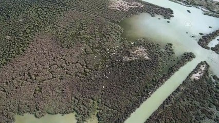 (DRONE) Türkiye'nin büyüleyen güzelliği: Kuş cennetleri (3) - MERSİN/AYDIN