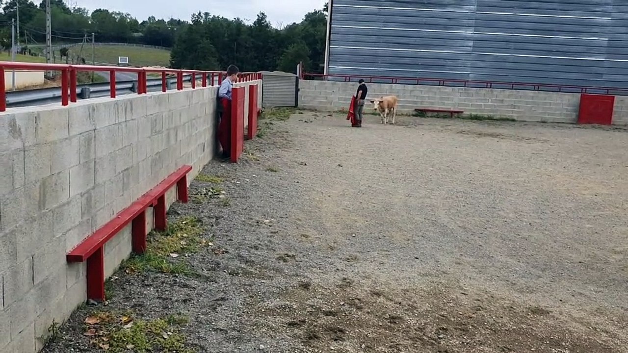 Hugo  Tentadero Vache n°2 Ganaderia Lacoste