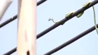 Duniya ka Sabse khatarnak saanp-world biggest dangerous snake- video pura dekhen Kya Hai sachchai- long snake