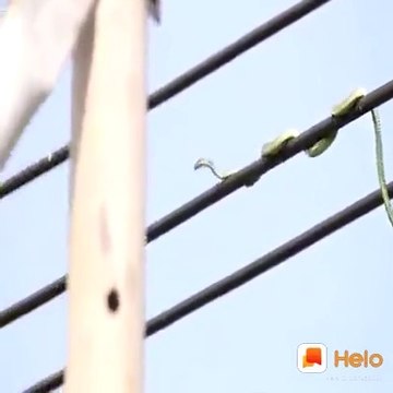 Duniya ka Sabse khatarnak saanp-world biggest dangerous snake- video pura dekhen Kya Hai sachchai- long snake