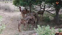 Camels in Desert of Rajasthan 4K | Discover Wild Paws