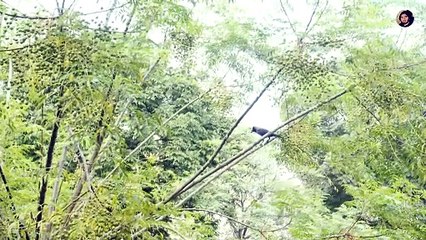 Chal Ghar Chalen Piano Cover- Malang | Mithoon | Naveen Bhatia