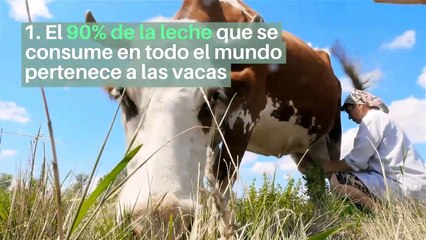 8 curiosidades sobre las vacas