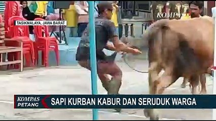 Sapi Qurban Mengamuk, Seruduk Warga saat Akan Disembelih!