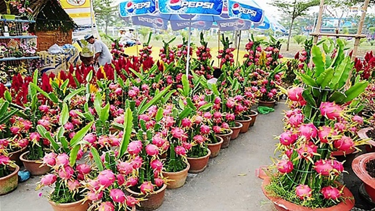 How to Plant Dragon Fruit in Pots - Amazing Agriculture Technology