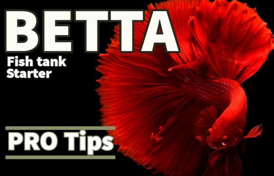 Betta fish tank Starter Tips & Tricks | Betta fish hobby | Fighterfish | Siamese fighter fish