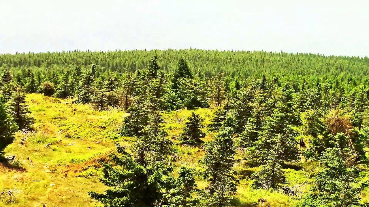 Von der Tafelfichte nach Swieradow-Zdroj – 1